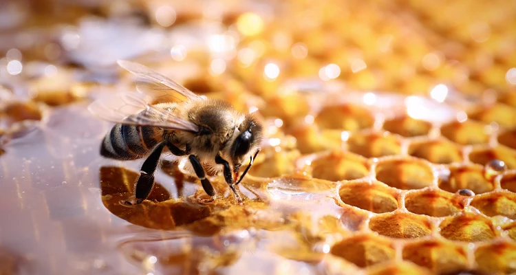 Zukunft Biene: Bienensterben in Österreich